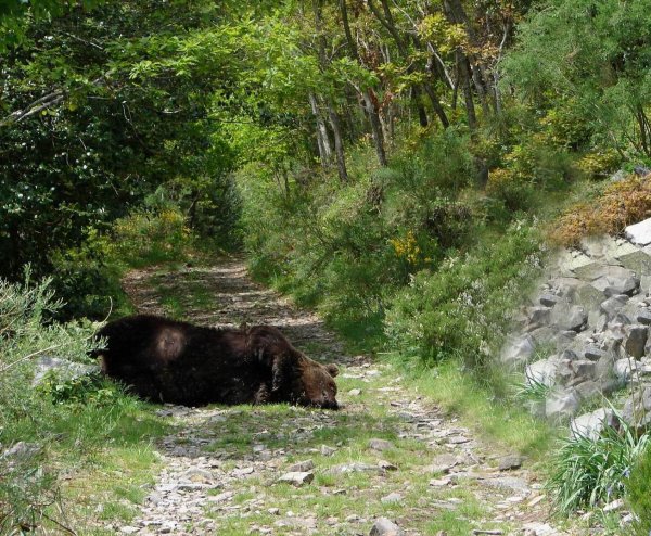 Este oso murió abatido a disparos en la primavera de 2006 en Los Ancares de León.